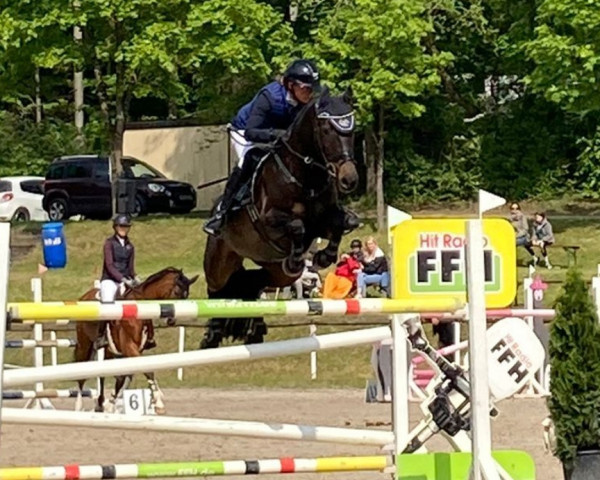 broodmare Fidelia M (Holsteiner, 2013, from Centurion)