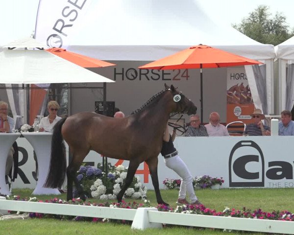 Horse24 Deutsches Elite-Stutenchampionat 2023