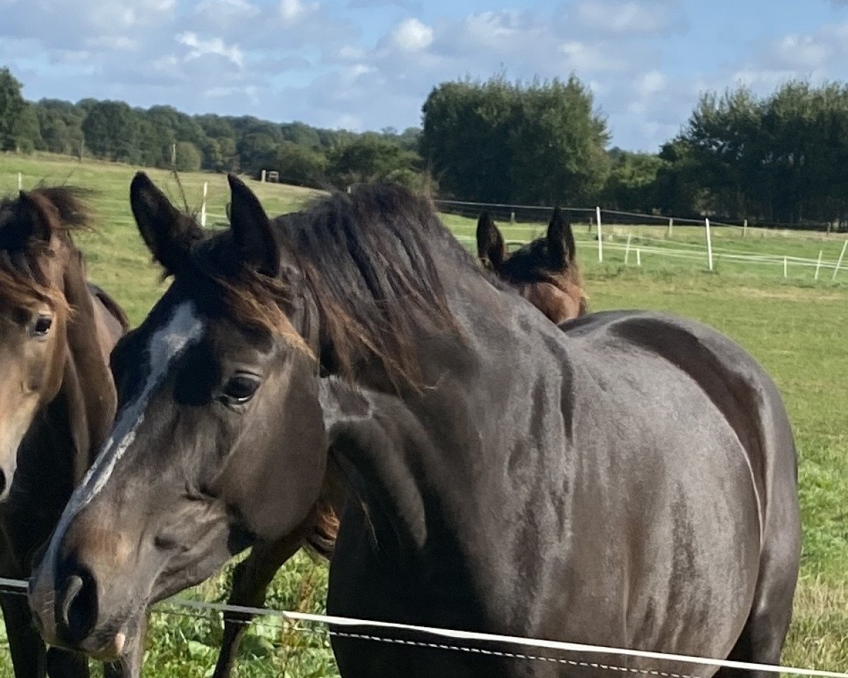 horse No Name RB (Holsteiner, 2020, from Casall Ask)