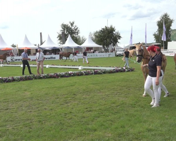 Horse24 Deutsches Elite-Stutenchampionat 2023