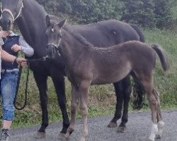 horse Dunja (Westphalian, 2023, from Donier)
