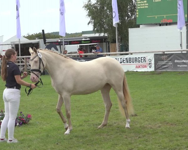 Horse24 Deutsches Elite-Stutenchampionat 2023