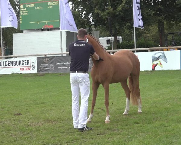 Horse24 Deutsches Elite-Stutenchampionat 2023