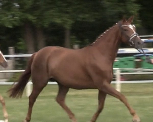broodmare Fiorella (Hanoverian, 2016, from Fürsten-Look)