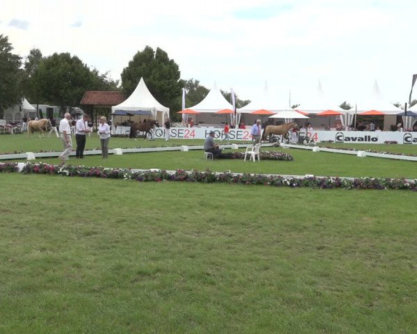 Horse24 Deutsches Elite-Stutenchampionat 2023