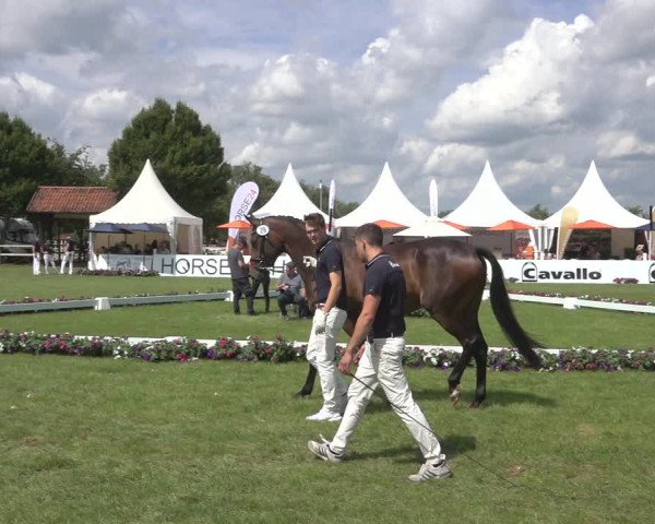 Horse24 Deutsches Elite-Stutenchampionat 2023