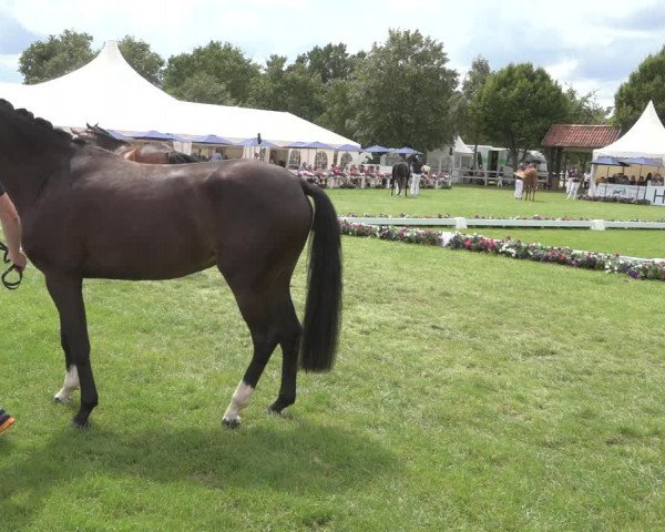 Horse24 Deutsches Elite-Stutenchampionat 2023