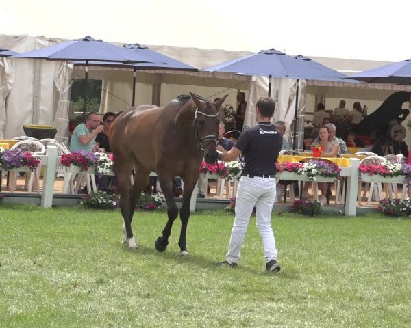Horse24 Deutsches Elite-Stutenchampionat 2023