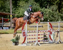 dressage horse Callington 6 (Oldenburg, 2010, from Califax)