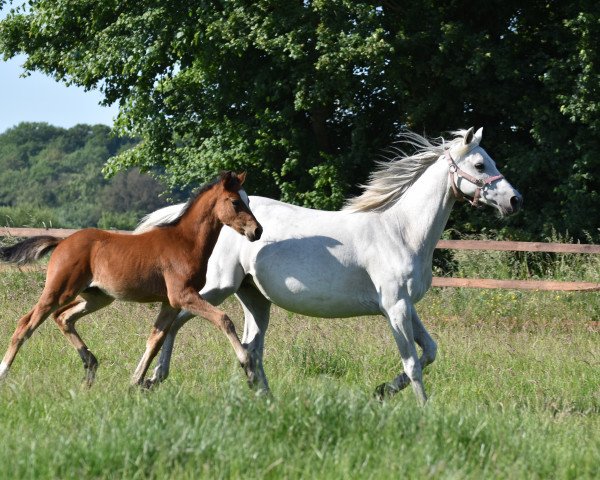 horse Hengst von Top Champion / Top Anthony II (German Riding Pony, 2023, from Top Champion)