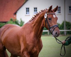 horse Valk of Fame (Westphalian, 2012, from Vitalis)
