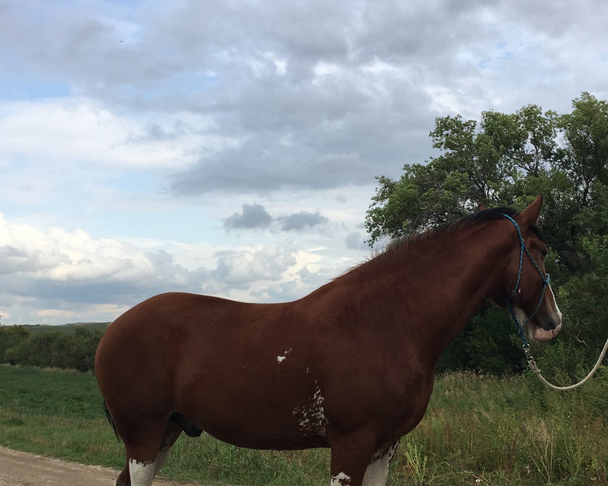 Pferd Hill Topper Key's Lancelot (Clydesdale, 2014, von Willow Way Keystone)