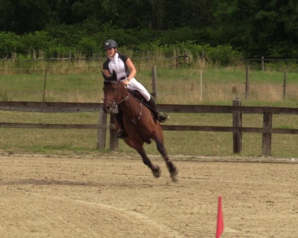 Reitturnier Hemer 2023