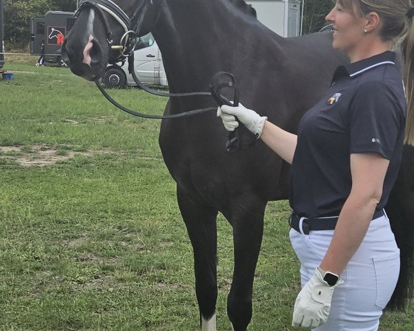 broodmare Elsa (Oldenburg, 2020, from La Vie)