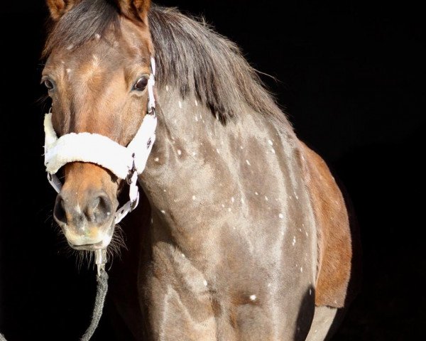 Dressurpferd Fiona 451 (Deutsches Reitpony, 2003, von Neckar)