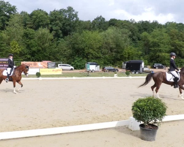 Reitturnier Heiligenwald 2023