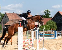 jumper Pyrrha 4 (German Sport Horse, 2017, from Cassoulet)