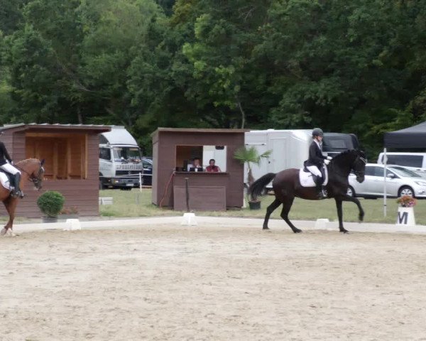Reitturnier Heiligenwald 2023