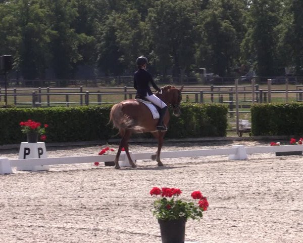 Reitturnier Neustadt/Dosse 2023