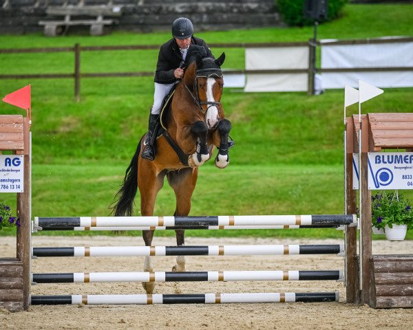 Springpferd Arkotendro Zsh CH (Schweizer Warmblut, 2019, von Arko Junior Pms)