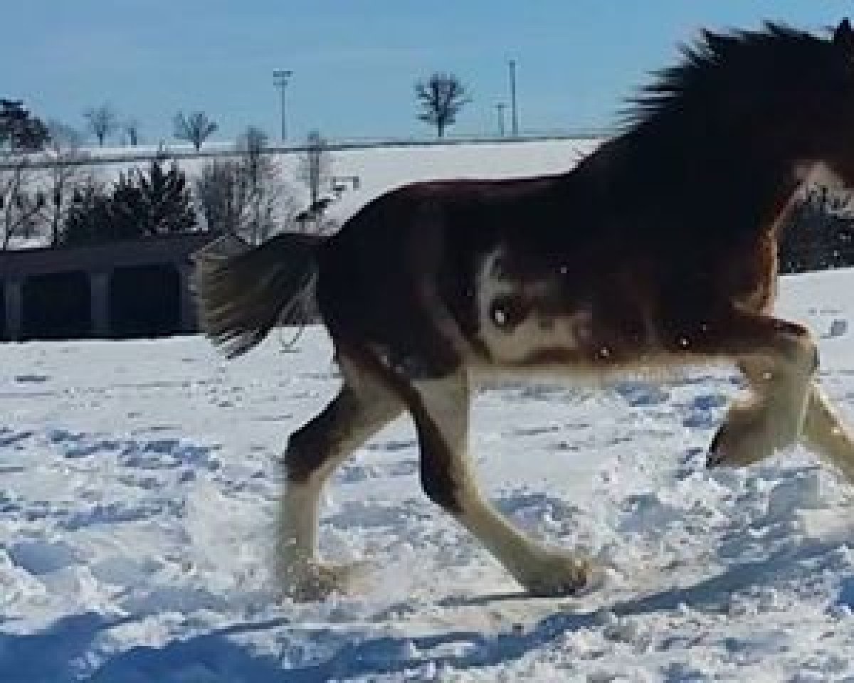 Cavallo Hill Topper Lennox's Scamp (Clydesdale, 2014, di Willow Way Lennox)