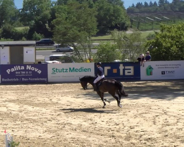 Reitturnier Wädenswil 2023
