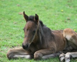Pferd Daddy's Prince Df (Westfale, 2016, von Dantano)