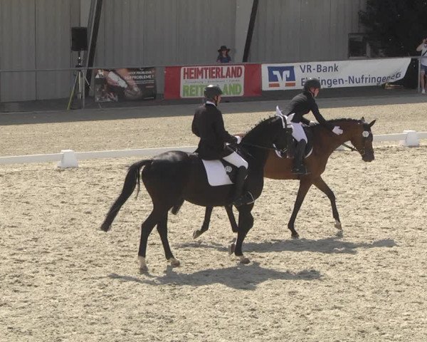 Reitturnier Ehningen 2023