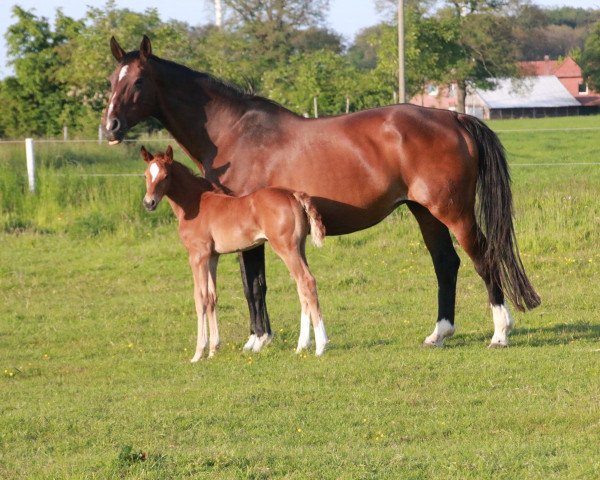 Pferd Stute von Chaccothage Blue PS / Come On (Westfale, 2023, von Chaccothage Blue PS)
