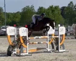 jumper Lasse 140 (Rhinelander, 2015, from Lavagon)