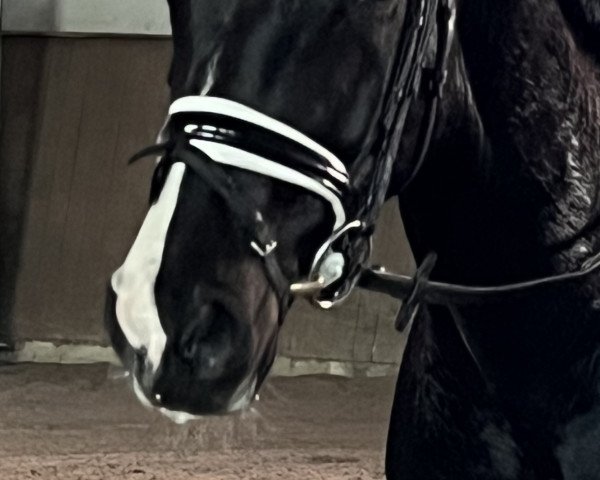 dressage horse Feiner Freund B (Hanoverian, 2019, from Finest)