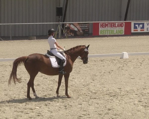 Reitturnier Ehningen 2023