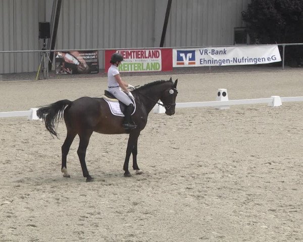 Reitturnier Ehningen 2023