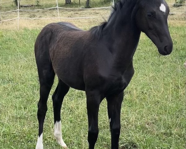 horse Frizzante Bianco di Nera (Württemberger, 2023, from For Romance I)