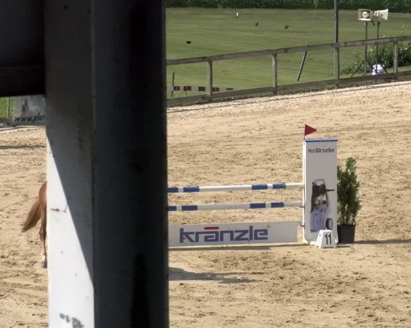 Reitturnier Wädenswil 2023