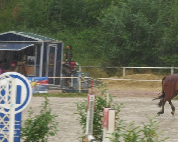 Reitturnier Heiligenwald 2023