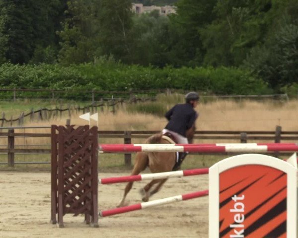 Reitturnier Hemer 2023