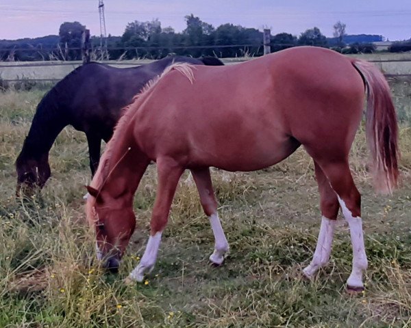 horse Georgina TB (German Riding Pony, 2022, from Genesis BL)