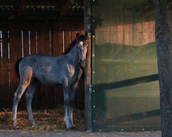 Pferd Hengst von Columbus Z / Come On (Westfale, 2022, von Columbus Z 3)
