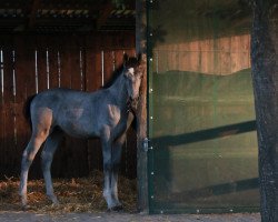 horse Hengst von Columbus Z / Come On (Westphalian, 2022, from Columbus Z 3)