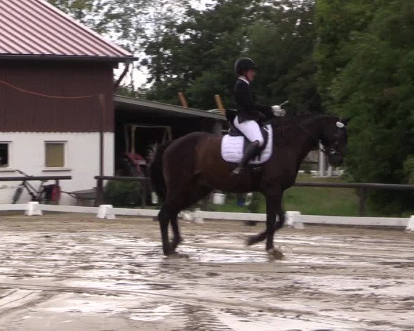 Reitturnier Marienheide-Kempershöhe 2023