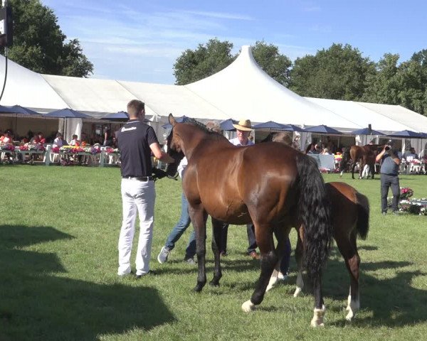 Horse24 Deutsches Fohlenchampionat 2023