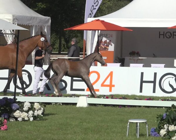 Horse24 Deutsches Fohlenchampionat 2023