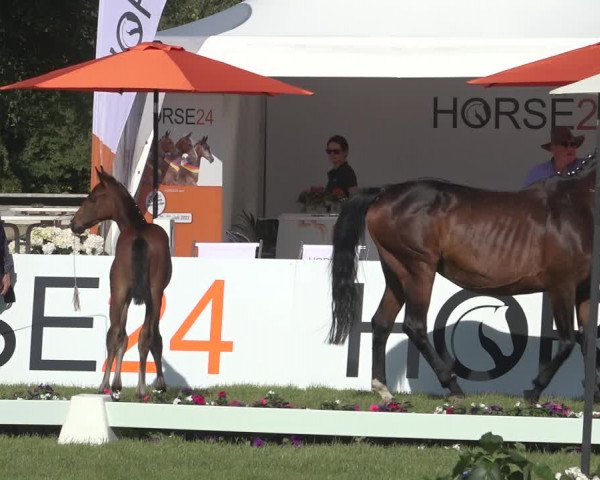 Horse24 Deutsches Fohlenchampionat 2023