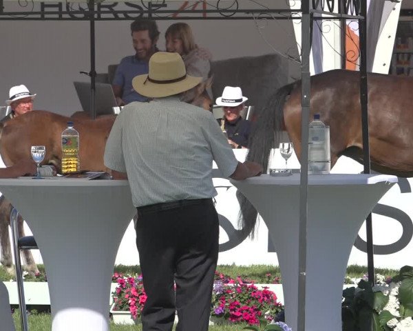 Horse24 Deutsches Fohlenchampionat 2023
