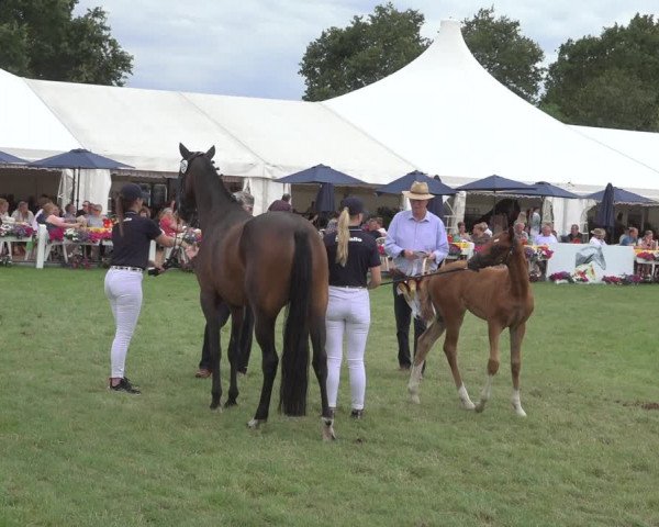 Horse24 Deutsches Fohlenchampionat 2023