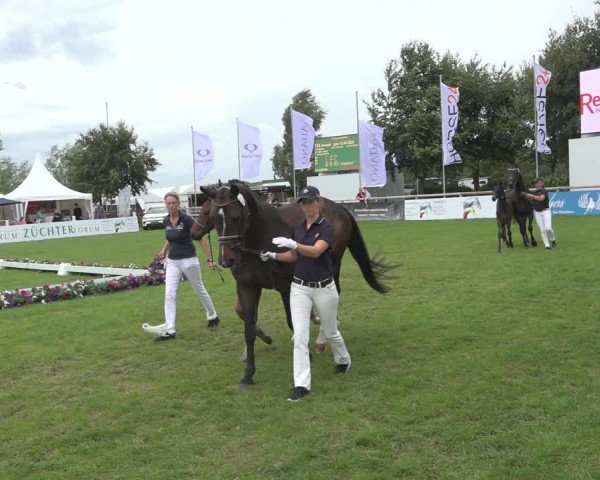 Horse24 Deutsches Fohlenchampionat 2023