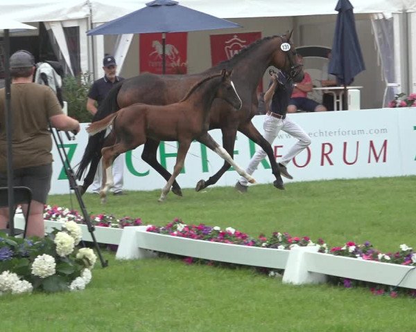 Horse24 Deutsches Fohlenchampionat 2023