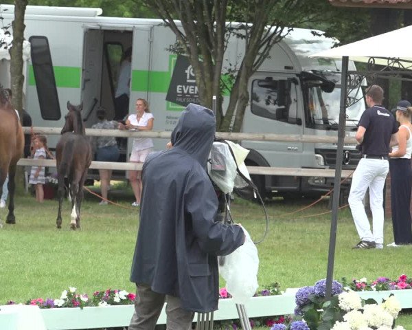 Horse24 Deutsches Fohlenchampionat 2023