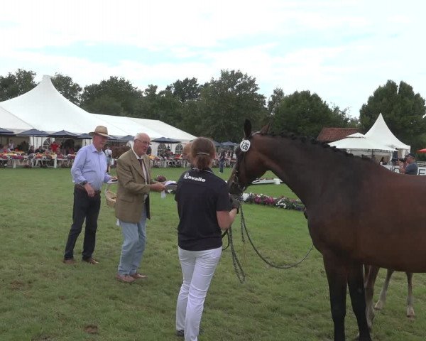 Horse24 Deutsches Fohlenchampionat 2023